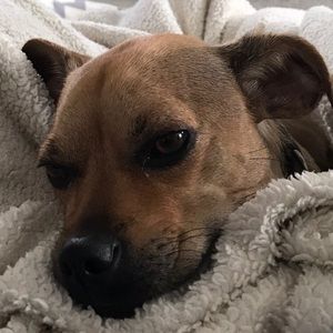 Meet your Posher, Paul